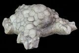 Bargain, Agaricocrinus Crinoid Fossil - Crawfordsville, Indiana #68492-2